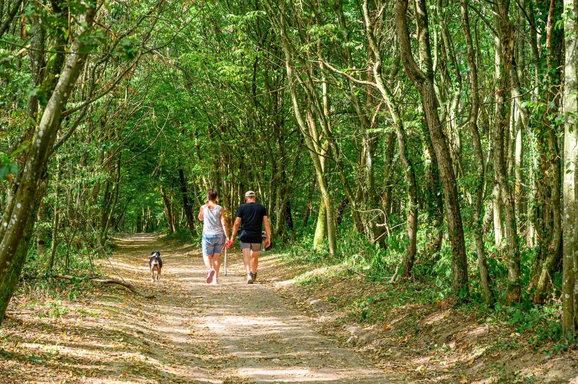 Deux personnes marchent main dans la main sur un sentier forestier, accompagnées d'un chien, entourées d'arbres et de végétation dense